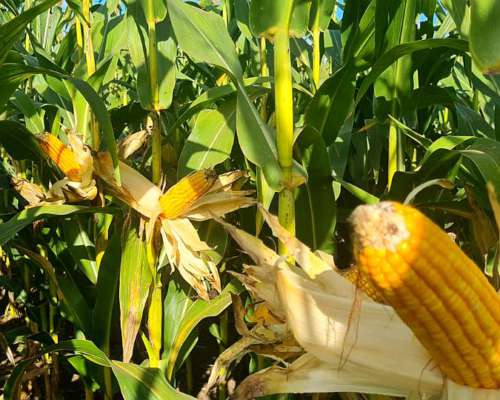 Vendo 3000 Ha Agricolas las Lajitas