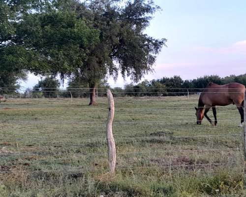 13 HA. en Colonia San Anselmo (colón - ER)