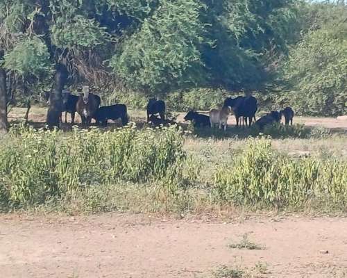 Vendo Campo de 300ha Paraje San Manuel, el Espinillo Chaco
