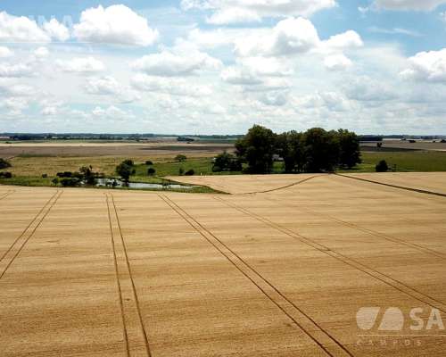 Campo Agrícola con Casco en Zarate