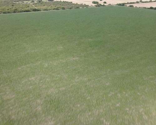 525 Hectáreas Agrícolas Sobre Ruta, San Marcial.