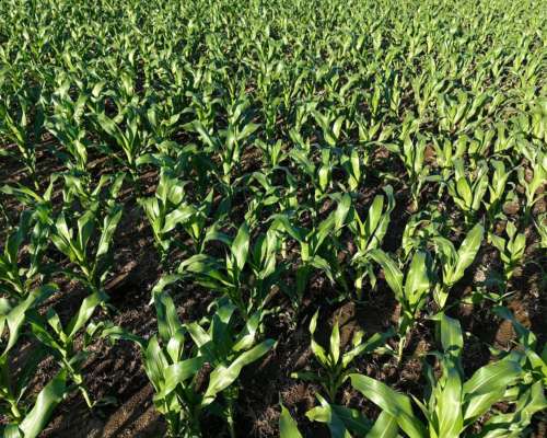 260 HA. Agricola. Depto San Martin (santa FE)