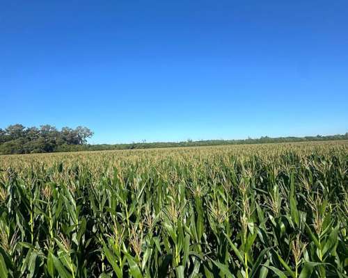 120 Hectáreas Agrícolas Baradero