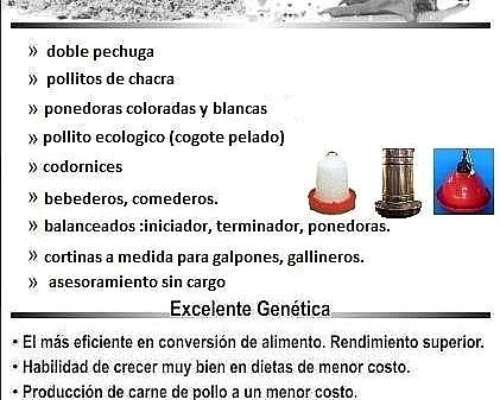 Pollitos Doble Pechuga BB