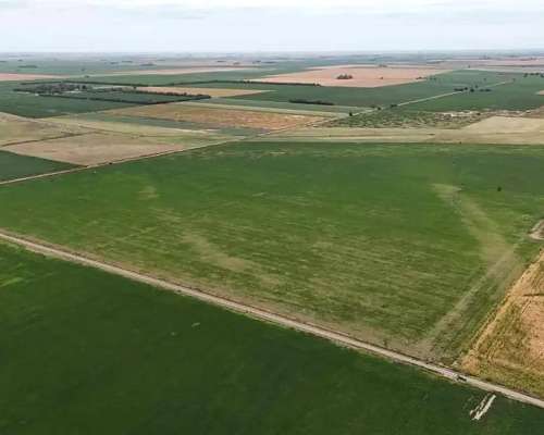 Campo Arequito. 89 Has