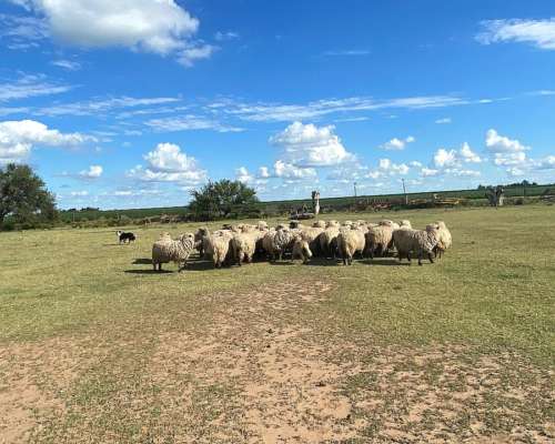 Vendo Ovejas Madres Preñadas