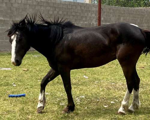 Caballo Criollo Puro con Pedigree