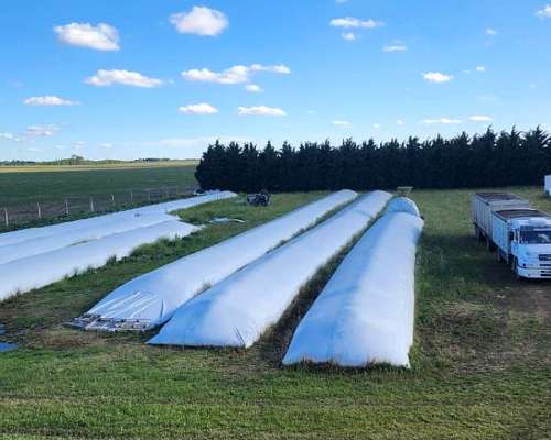 Maíz de Primera Calidad, Grado 1 (1000-1500 T)