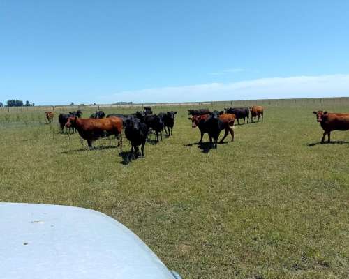 Alquilo Campo Ganadero en Pila