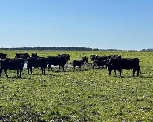 Vendo Campo Mixto en Suipacha 150 Has