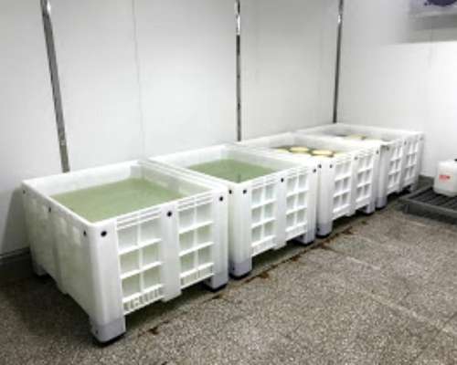 Binz Plásticos para Saladero - Quesería