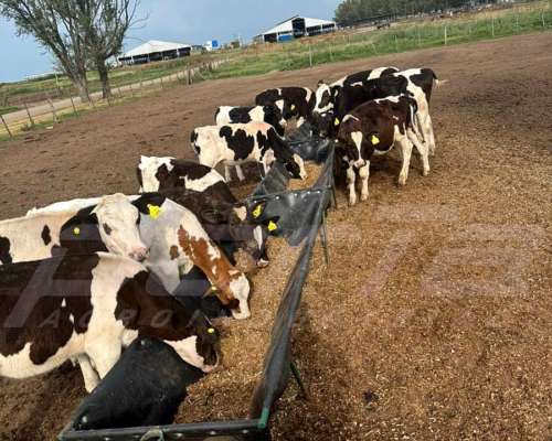 Comederos de Geomembrana para Terneros sin IVA