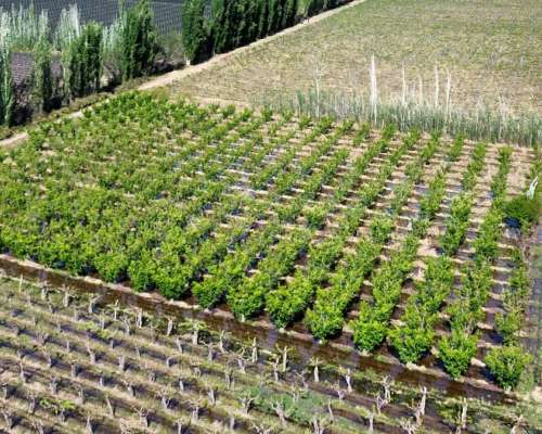 Finca 14 Ha el Pastal Mendoza. VID y Ciruelos