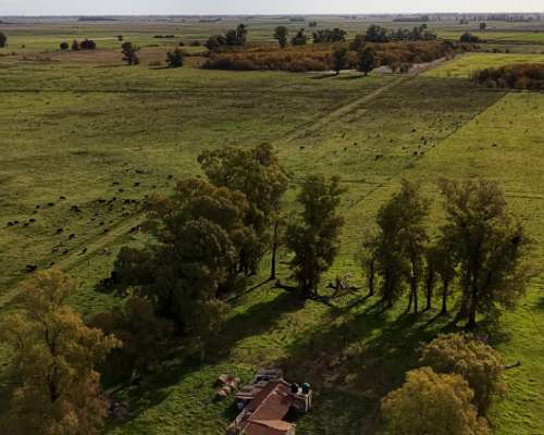 Campo Ganadero en Zapiola