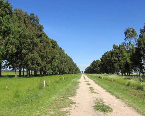 1.144 Has - en Venta - Adolfo Gonzales Chaves - Buenos Aires