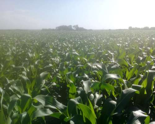 Victoria Entre Rios Compro Campo Agricola 50 a 1000 Has