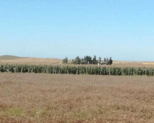 Vendo Campos Suelo 2 en Prov. Cordoba
