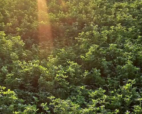 25 Hectareas con 4 Hectareas de Alfalfa Arriendo a 3 Años