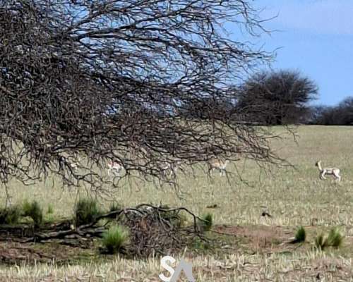 Vende: Hermoso Coto de Caza en la Pampa