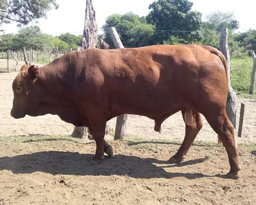 Toros Brangus Colorados-san Javier