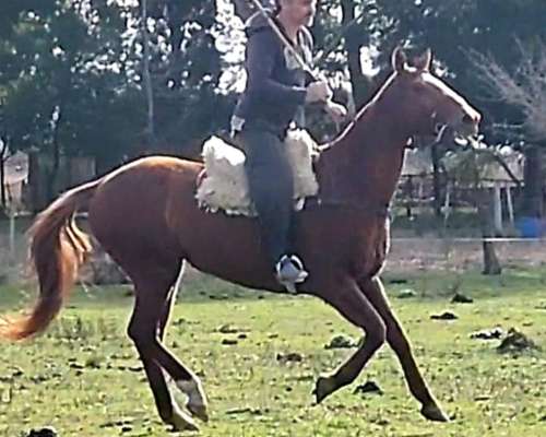 Vendo Caballo Manso (pato/polo)