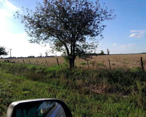 Alquiler / Venta de Campo para Cosecha