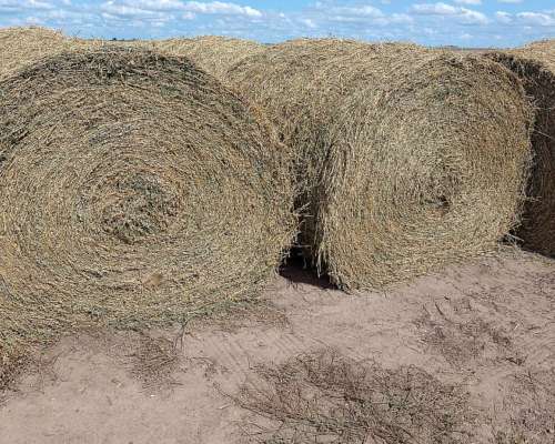 Rollos de Alfalfa 2026