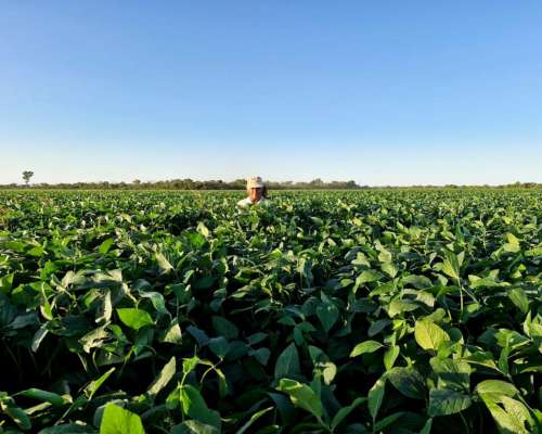 Excepcional Estancia Agrícola 3580 HA. Premium en Quimili