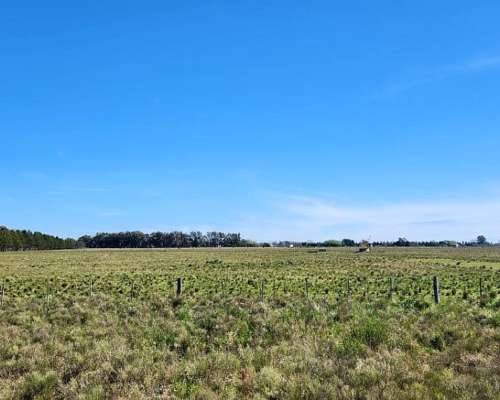 Brandsen -68 HA- Buenos Aires