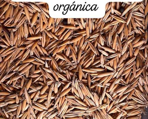 Semilla de Avena Orgánica