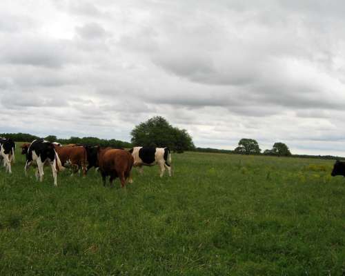 Campo en Alquiler en Suardi, Prov. Santa FE