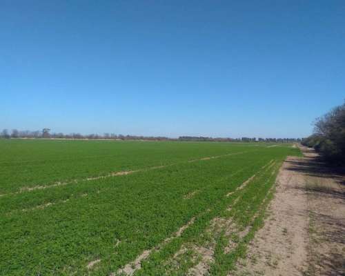 Ingeniero Forres, Robles, Santiago del Estero - 451 Ha