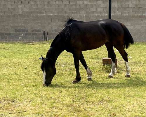 Caballo Criollo Puro con Pedigree
