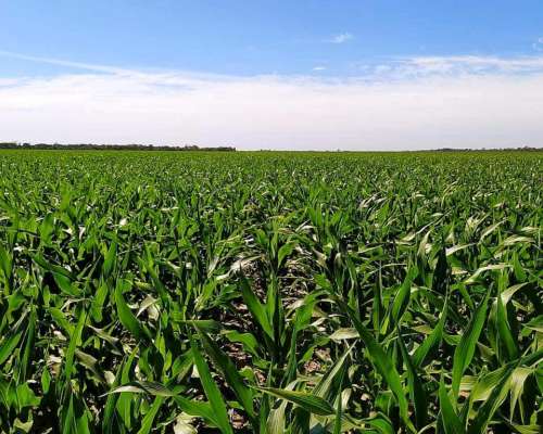 250ha Agricolas en Charata, Chaco