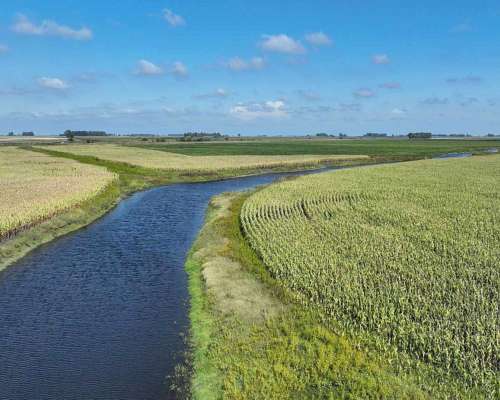 Pcia. de Buenos Aires - Roque Perez 243 Ha