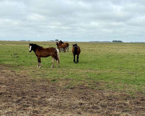 300 Hectáreas Ganaderas, Próximas a Maipu.
