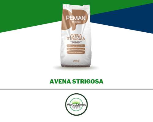 Semilla de Avena Strigosa - Peman Semillas