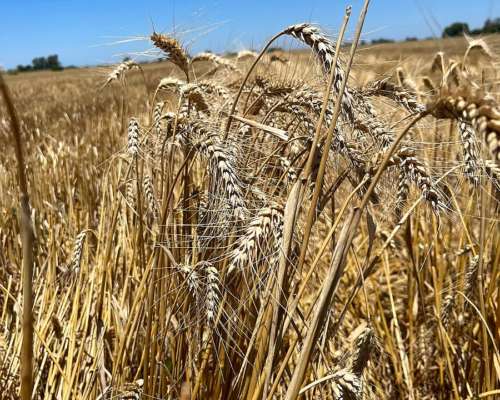 Campo Agrícola 46 Ha 100% Laborable Erezcano-conesa (BS AS)