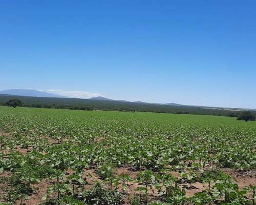Juan Martin de Pueyrredón, San Luis - 2.350 Ha
