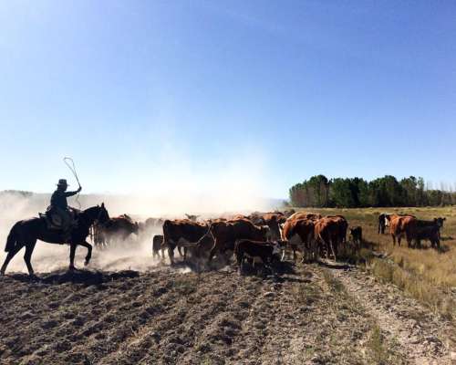 714 Hectáreas - Campo en Malargue Mendoza Argentina
