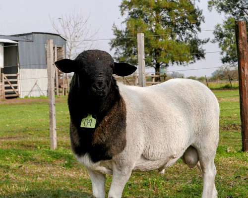 Dorper . Borregos y Carneros