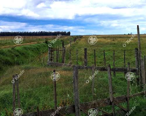 Campo en Venta 441 Has en General Villegas, Bs.as, Mixtas.