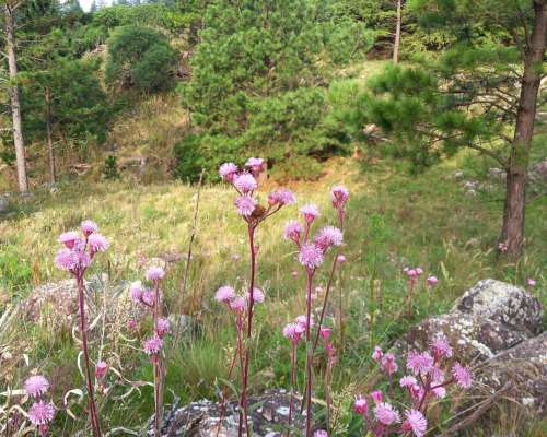 Venta Campo de 29 Ha en Villa Berna Calamuchita Córdoba