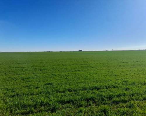 Cordoba – Venta muy Buen Campo Agricola 440 Ha Pampa Arenosa
