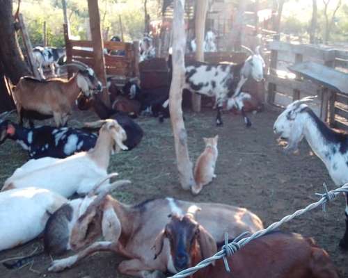 Vendo Cabras Preñadas muy Buena Genética