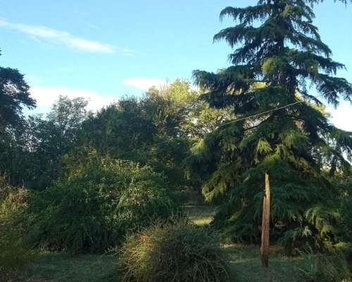 100 Ha Coronel Pringles