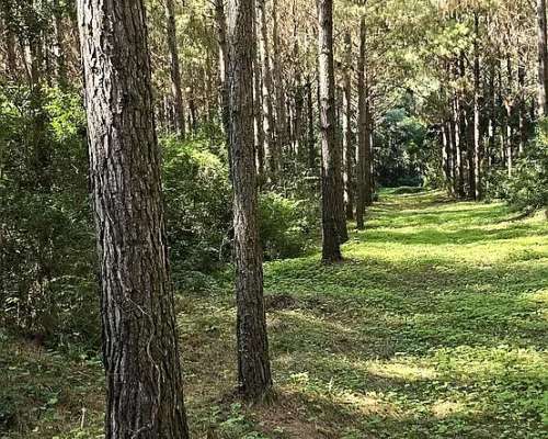 Campo Ganadero Forestal. 215 Ha con 120 Ha de Pino 15 Años