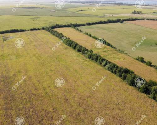 Campo en Venta 57 Has en Chascomús