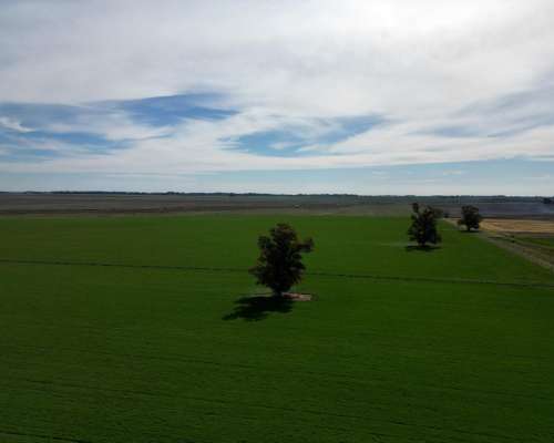100ha. Rafael Obligado. Mixto.