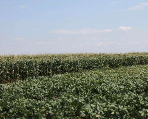 Lp0152 Venta Agricola 300 Has Chapaleufu, la Pampa